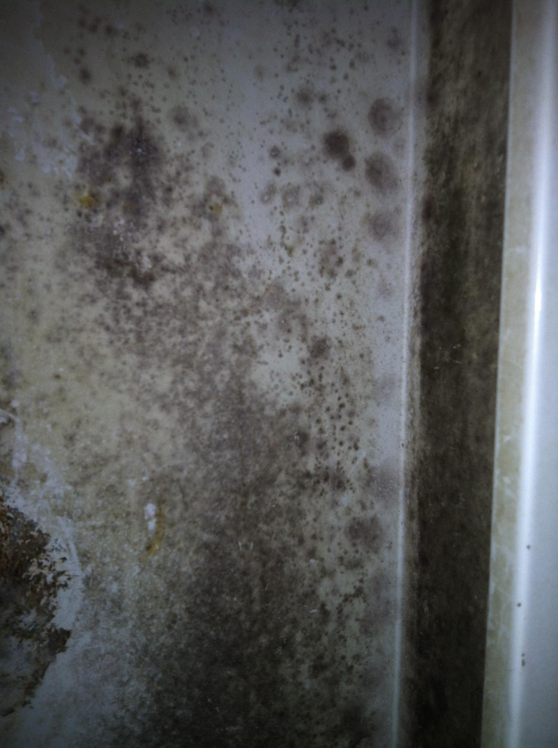 Illustration for article titled BLACK MOLD ADVICE: Pictures, questions and sympathy pie/cake